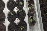 seedling