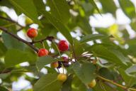 cherry
