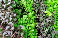 basilic