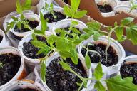 Plants de tomates