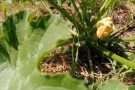 Fleur de courgette