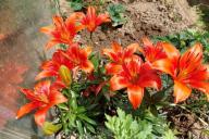 marigold