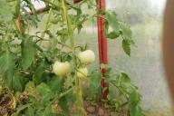 tomatoes