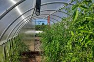 tomates