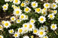 daisies