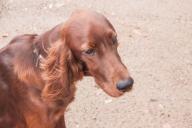 chien