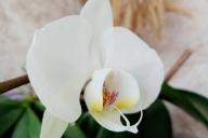 Orchids
