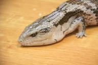 lagarto