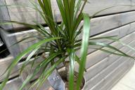 Planta