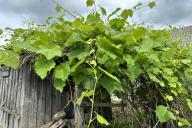 vignes