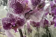 Orchid