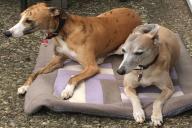 Whippet