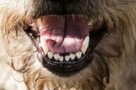 Dientes