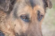 Chien