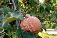 Rotten apple