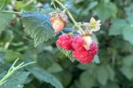 raspberry
