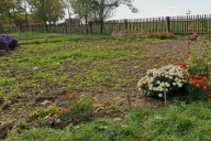 Flores Dacha