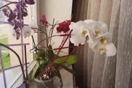 Blumen