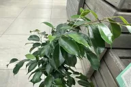 Ficus